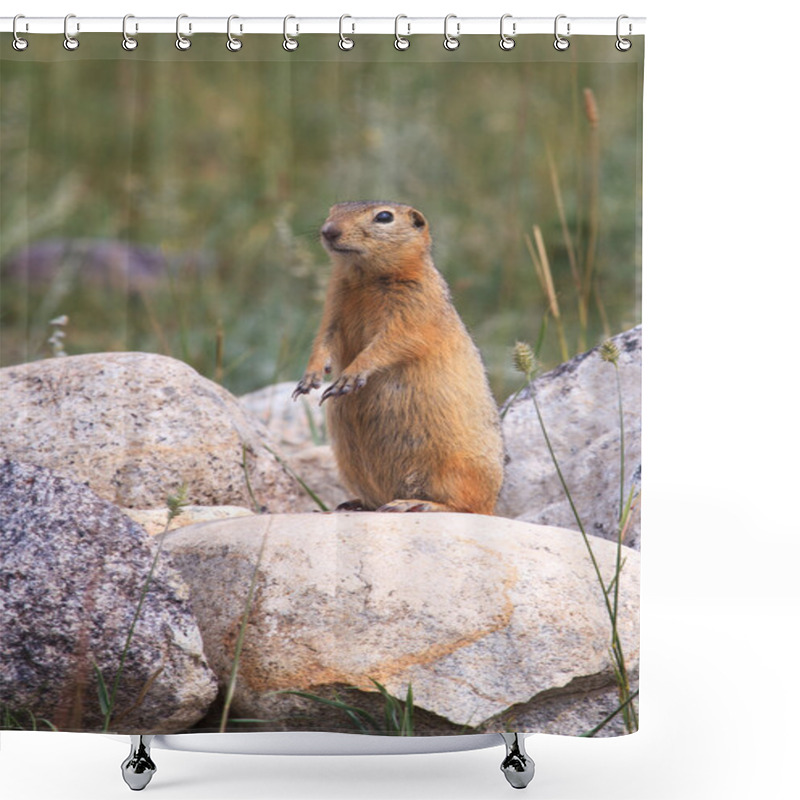 Personality  Gopher On A Stone In A Grass Shower Curtains