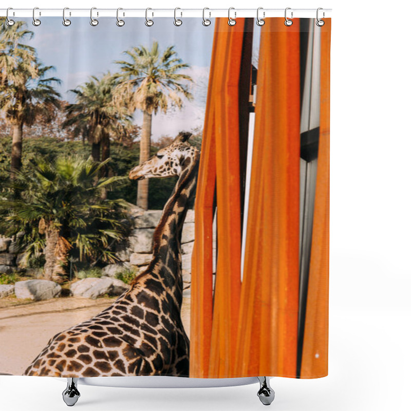 Personality  Funny Giraffe In Zoological Park, Barcelona, Spain Shower Curtains