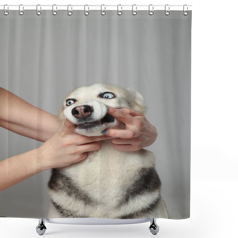 Personality  Gray Siberian Husky Girl. Funny Face Dog Shower Curtains