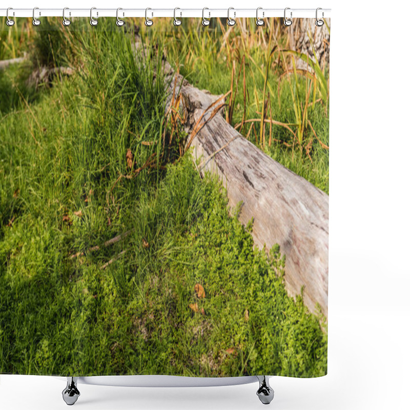 Personality  Sunlight On Wooden Log Near Green Grass  Shower Curtains