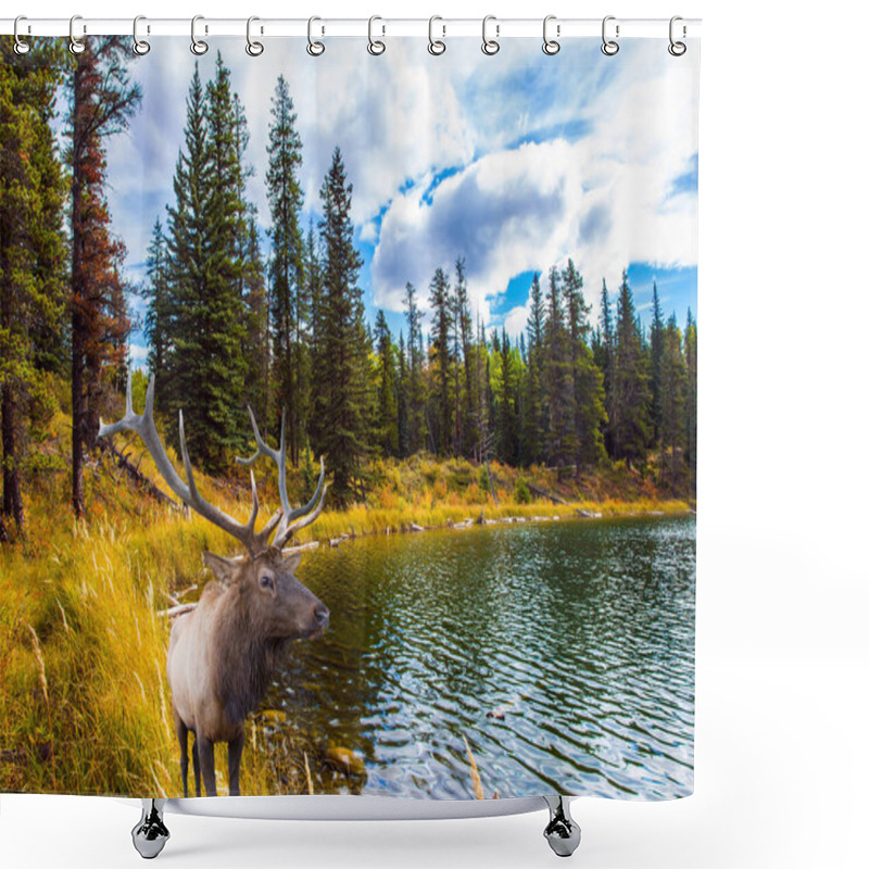 Personality   Cold Cloudy Autumn Day Near The Bighorn Highway. Canadian Rockies. Magnificent Deer With Branching Horns Grazes On The Lake. The Concept Of Ecological, Active And Photo Tourism Shower Curtains