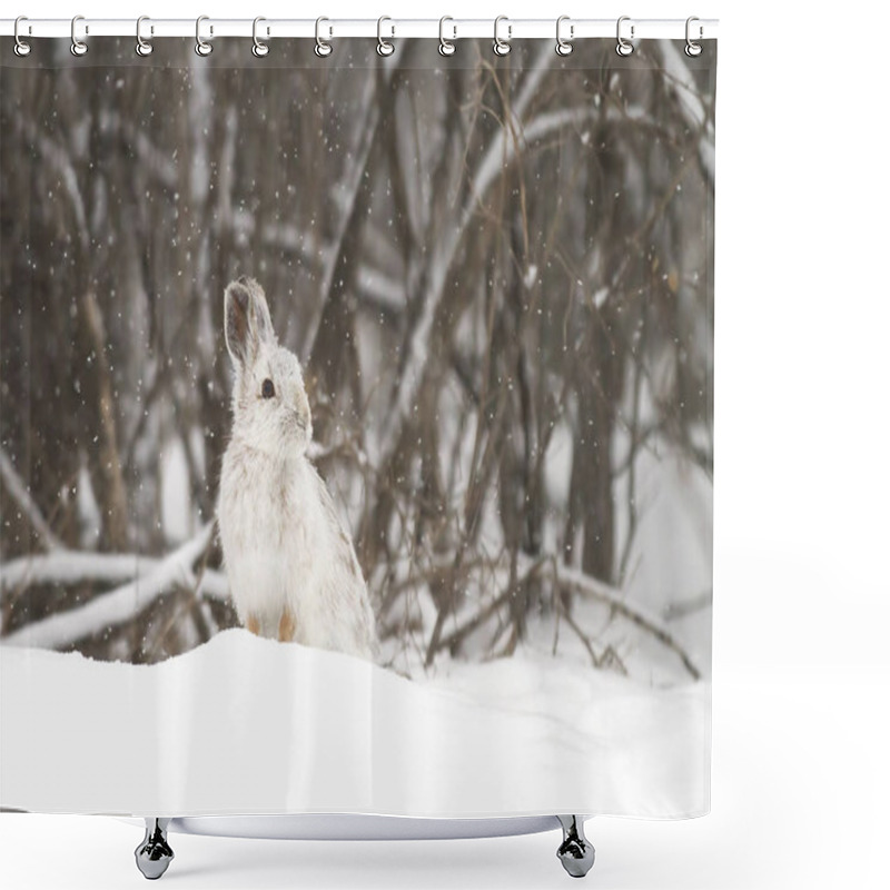 Personality  Snowshoe Hare (Lepus Americanus) In The Falling Snow Shower Curtains