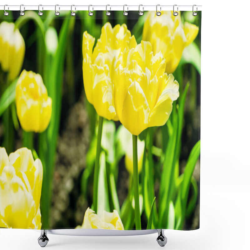 Personality  Yellow And Orange Tulips Blooming Brightly In A Lush Garden Surrounded By Green Leaves, Showcasing The Vibrant Beauty Of Spring. Shower Curtains