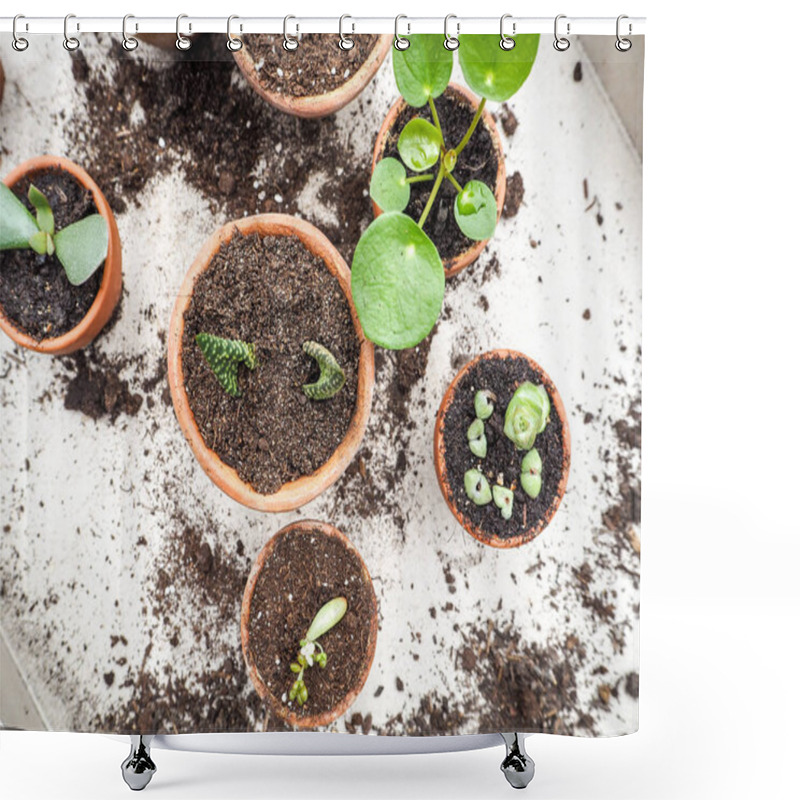 Personality  Propagating Multiple Succulents From Cuttings In Small Terracotta Pots On A Wooden Table Shower Curtains