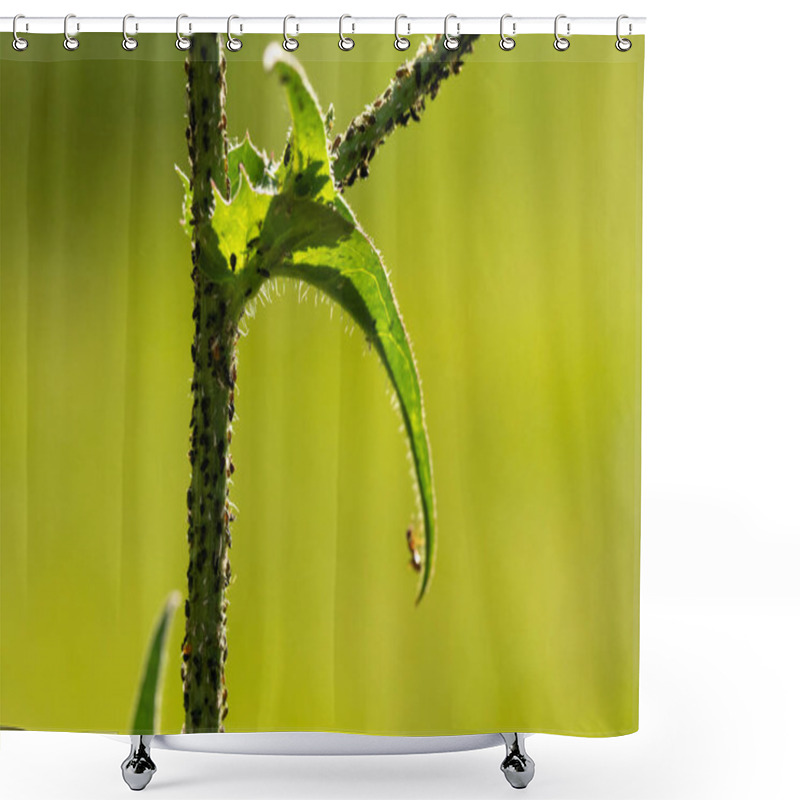 Personality  Insects In The Plants Shower Curtains