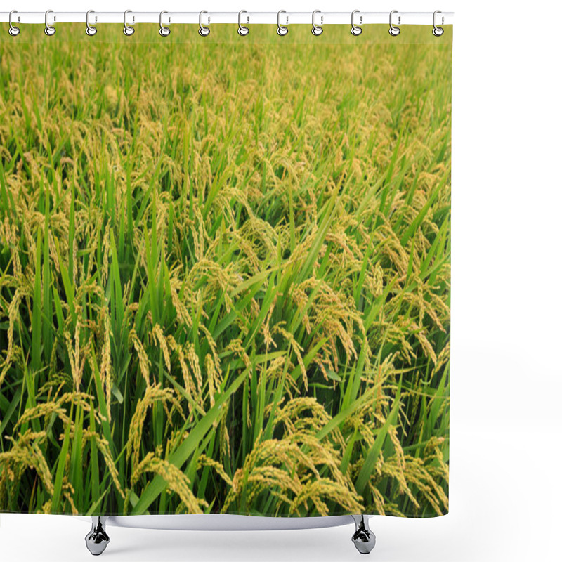 Personality  Rice Grain Plants In Growth At Field Shower Curtains