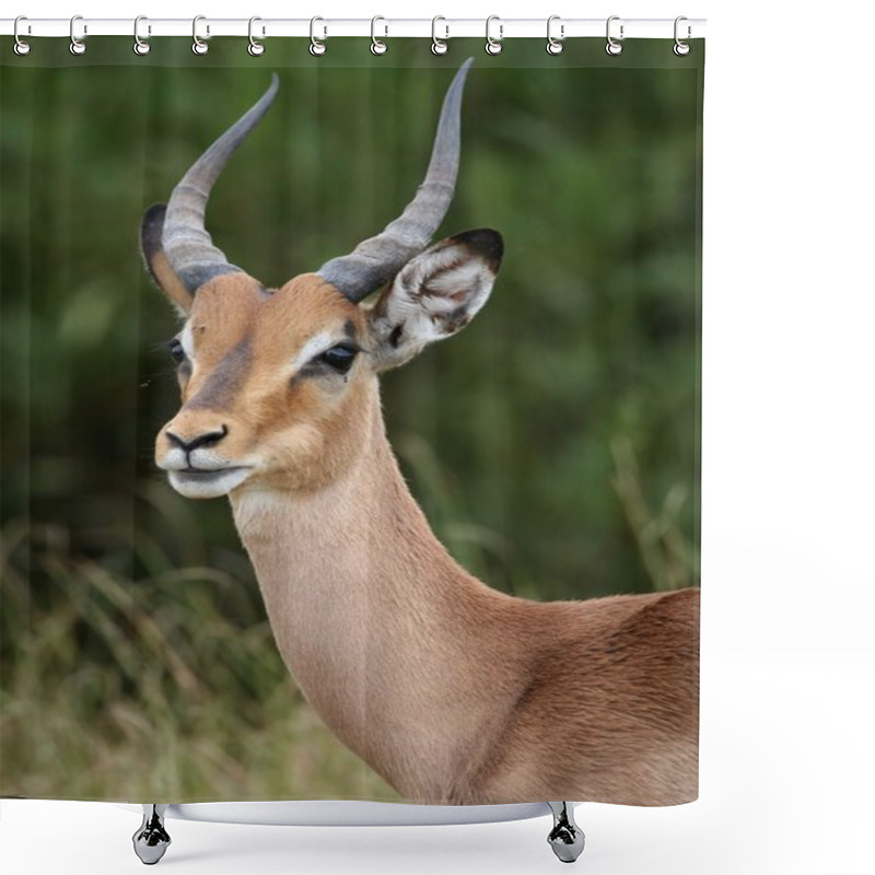 Personality  Impala Antelope Portrait Shower Curtains