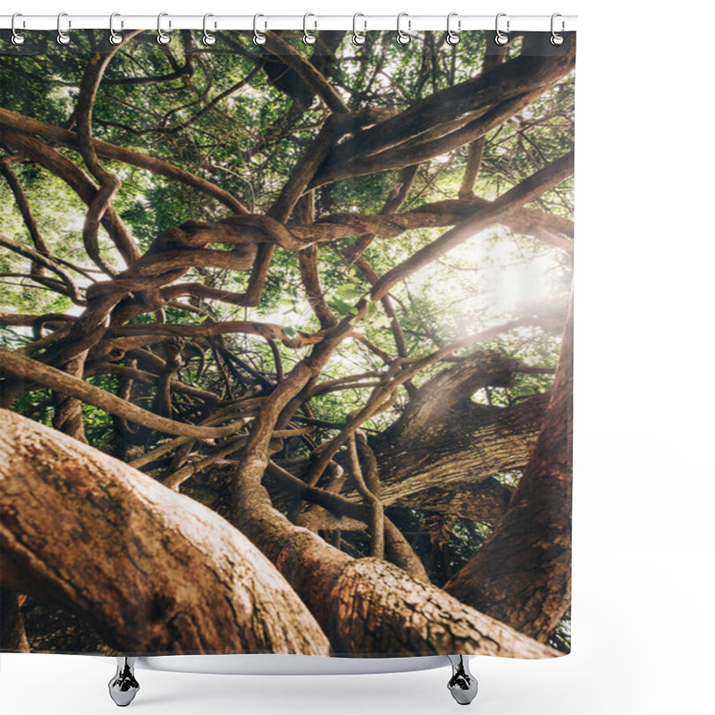 Personality  Curved Tangled Lianas And Tree Branches With A Bright Sunbeams Backlight. Traveling Inside Mauritius Island. Exotic Countries Travel An Beauty In Nature Concept Photo. Shower Curtains