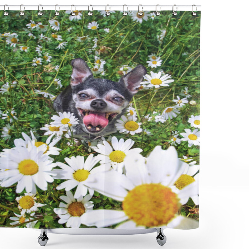 Personality  Smiling Cute Chihuahua Sitting In A Field Of Daisies With His To Shower Curtains