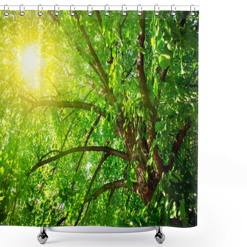 Personality  Linden Tree Foliage Shower Curtains