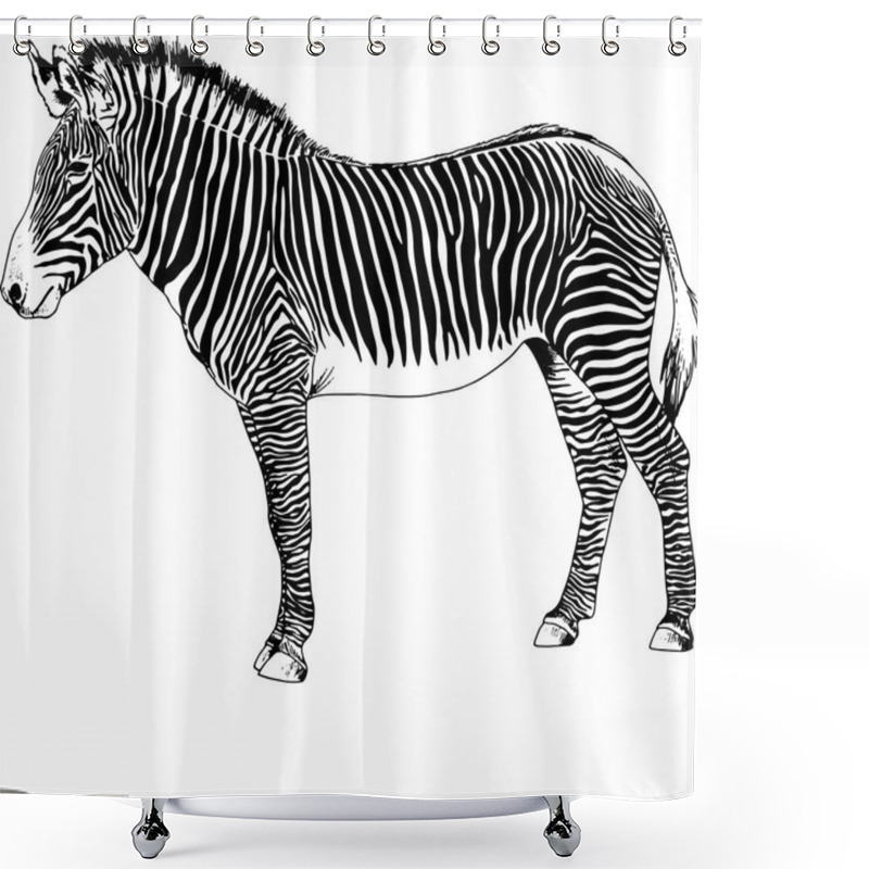 Personality  Zebra Drawn With Ink Pop Art Vector Shower Curtains