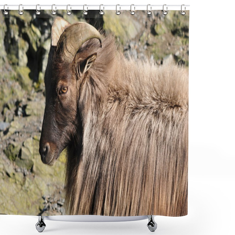 Personality  Himalayan Tahr Shower Curtains