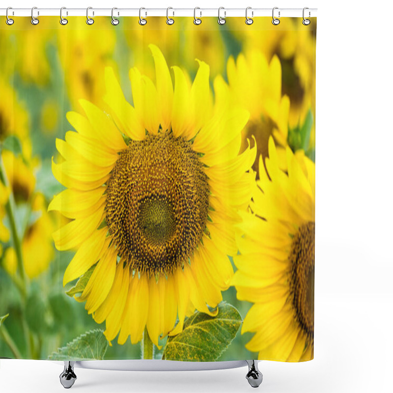 Personality  A Sunflower Field Captured In Perfect Detail, Highlighting The Brightness And Vivid Colors Of Each Blooming Flower Shower Curtains