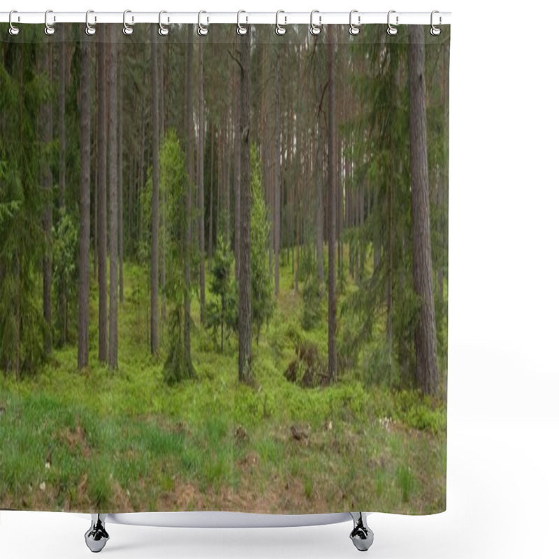 Personality  Pathway Through The Hills Of Dark Deciduous And Evergreen Forest. Pine, Spruce Trees, Tree Logs, Green Plants, Moss. Summer In Europe. Nature, Ecology, Environmental Conservation, Ecotourism Shower Curtains