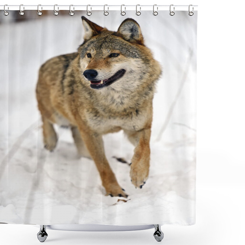 Personality  Gray Wolf  Shower Curtains