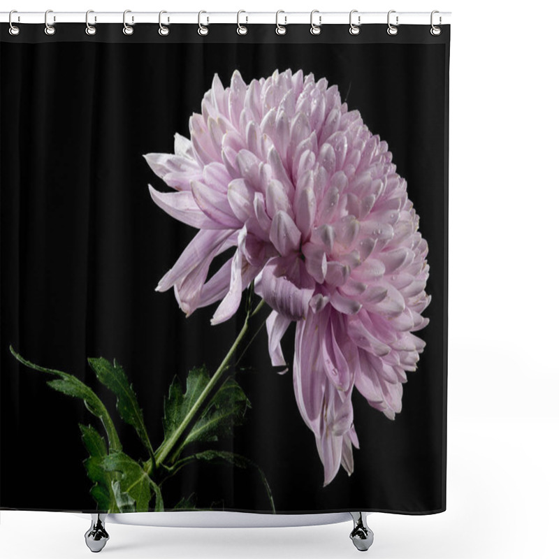 Personality  Blooming Pink Dark Rossano Chrysanthemum Isolated On A Black Background. Flower Head Close-up. Shower Curtains