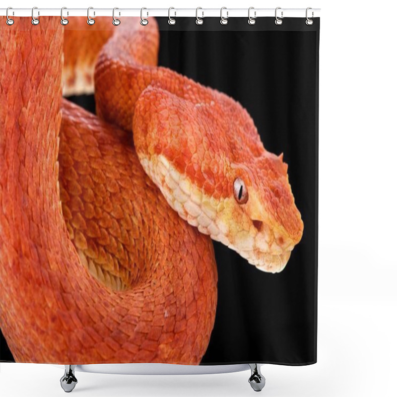 Personality  Eyelash Viper (Bothriechis Schlegelii)  Shower Curtains