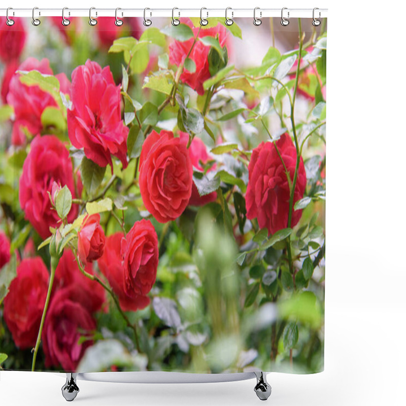 Personality  Closeup Of Rose Bush Flowers In Summer Garden During Blossoming Shower Curtains