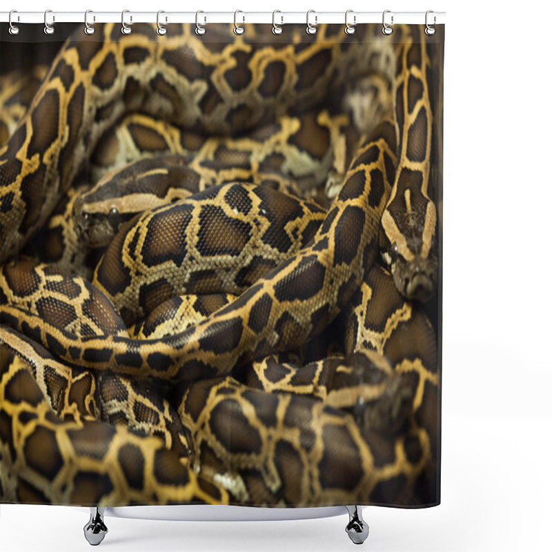 Personality  Burmese Pythons (Python Bivittatus). Shower Curtains