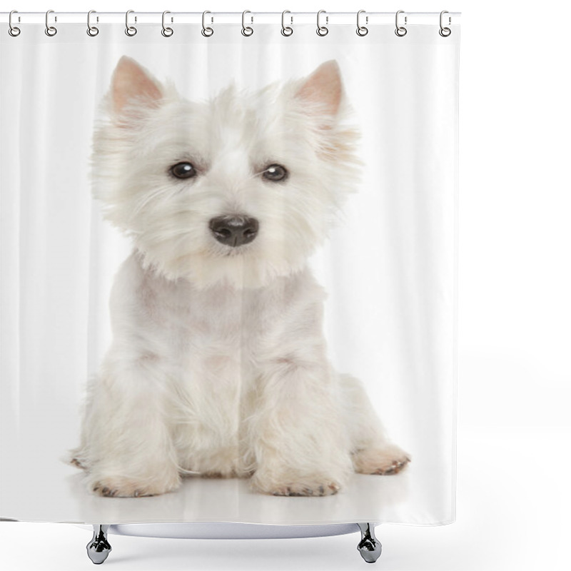 Personality  Highland Terrier (westie) On White Background Shower Curtains