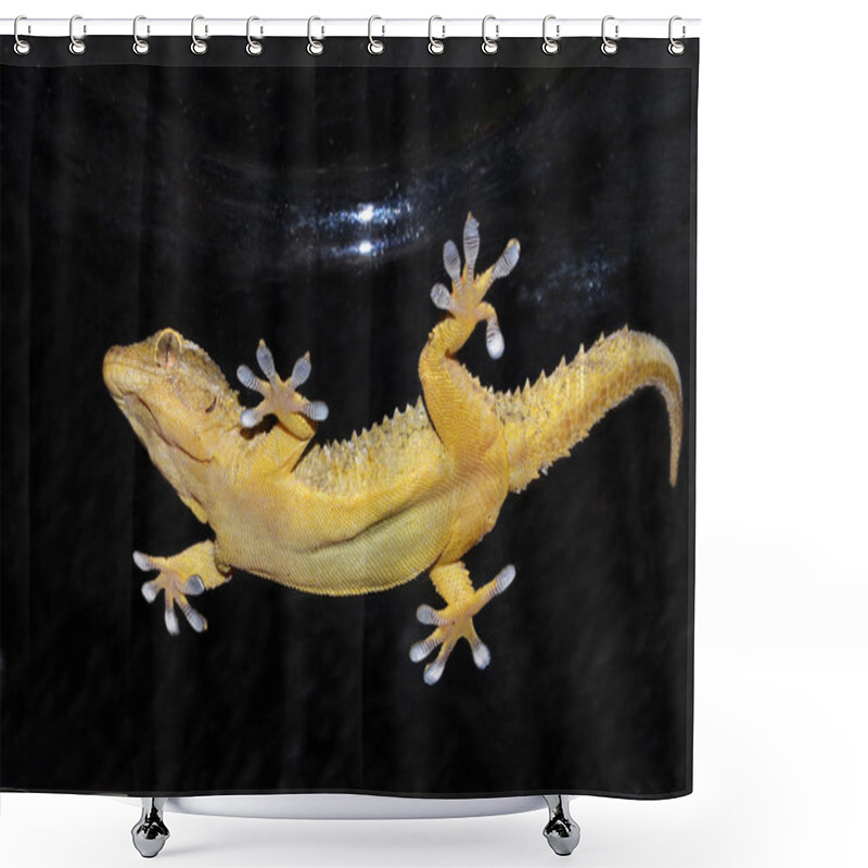 Personality  Gecko Swimming Underwater By Night Shower Curtains