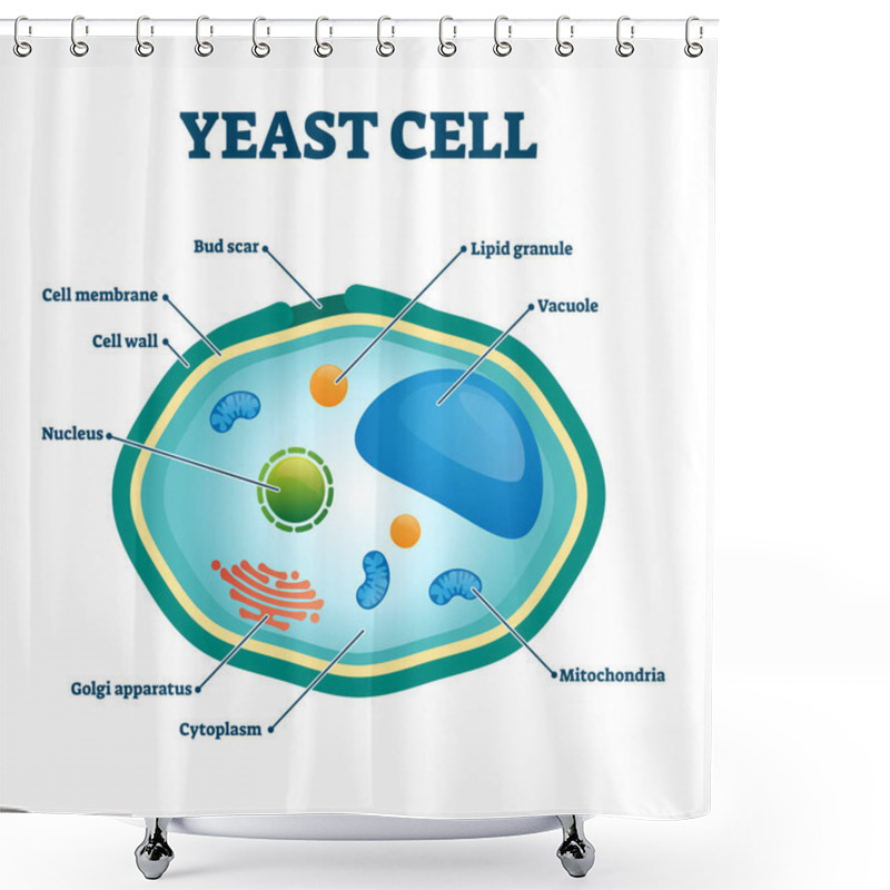 Personality  Yeast Cell Vector Illustration. Labeled Organism Closeup Structure Diagram. Shower Curtains