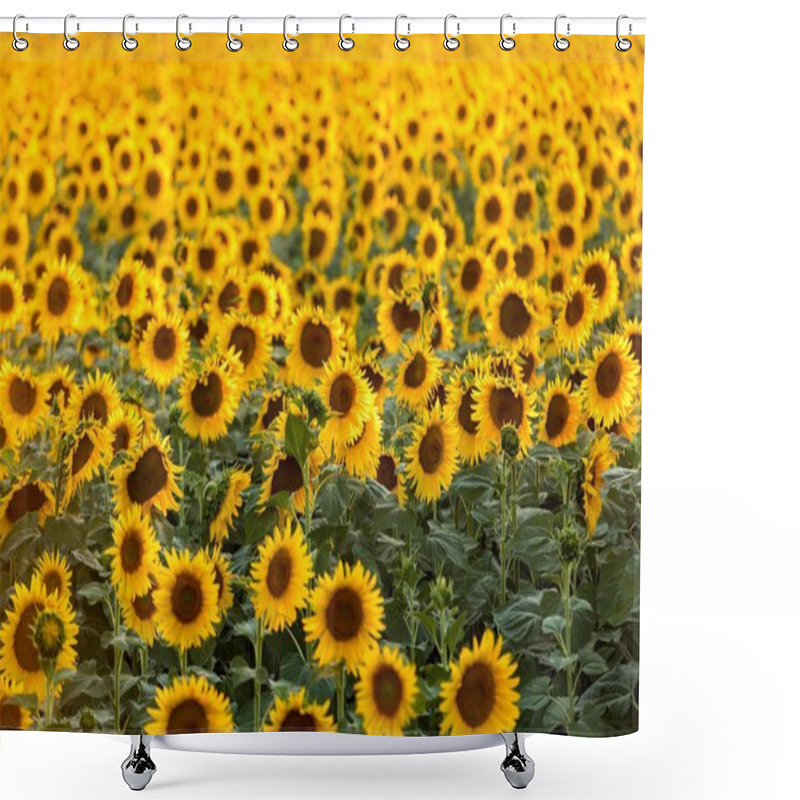 Personality  Sunflowers Field Near Arles  In Provence, France Shower Curtains