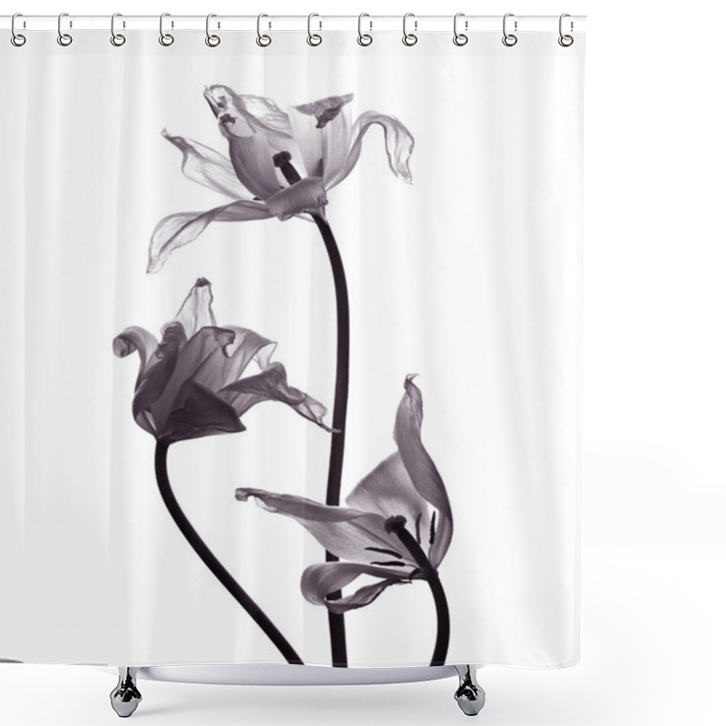 Personality  Three Tranparent Tulips On White Background Shower Curtains