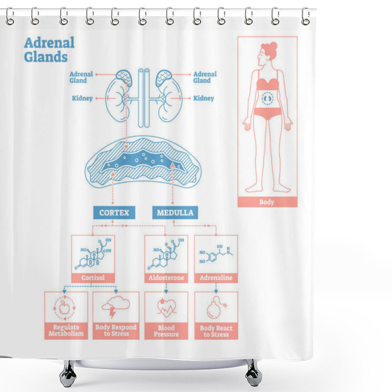 Personality  Adrenal Glands Of Endocrine System. Medical Science Vector Illustration Diagram. Shower Curtains