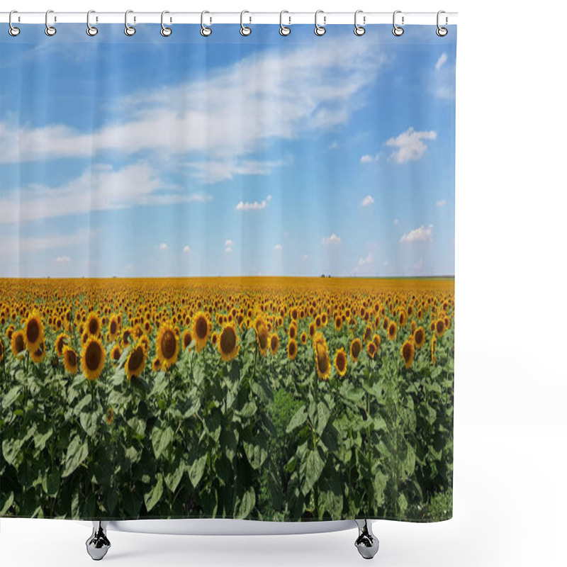 Personality  Summer Rural Landscape Of Countryside In Ukraine. Bright Yellow Common Sunflower Blooming Field With Cloudscape Above Horizon. Ripening Sunflower Field In Summer Shower Curtains