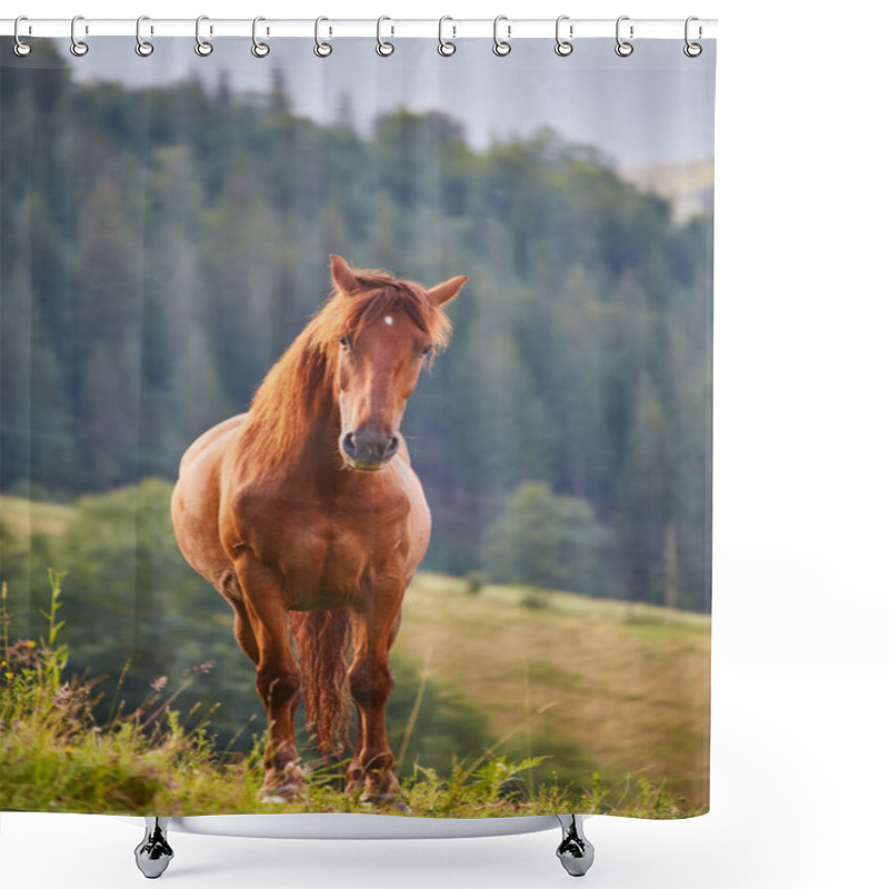 Personality  Cute Horse In The Alps Eating Green Grass Shower Curtains