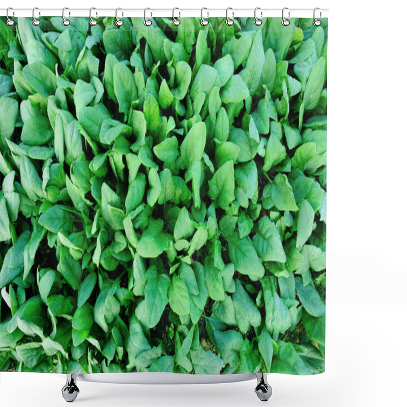 Personality  Green Spinach In Garden Shower Curtains