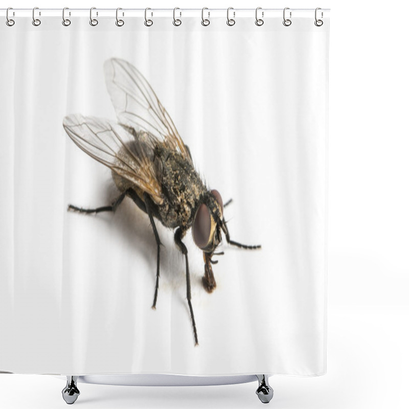 Personality  Dirty Common Housefly Shower Curtains