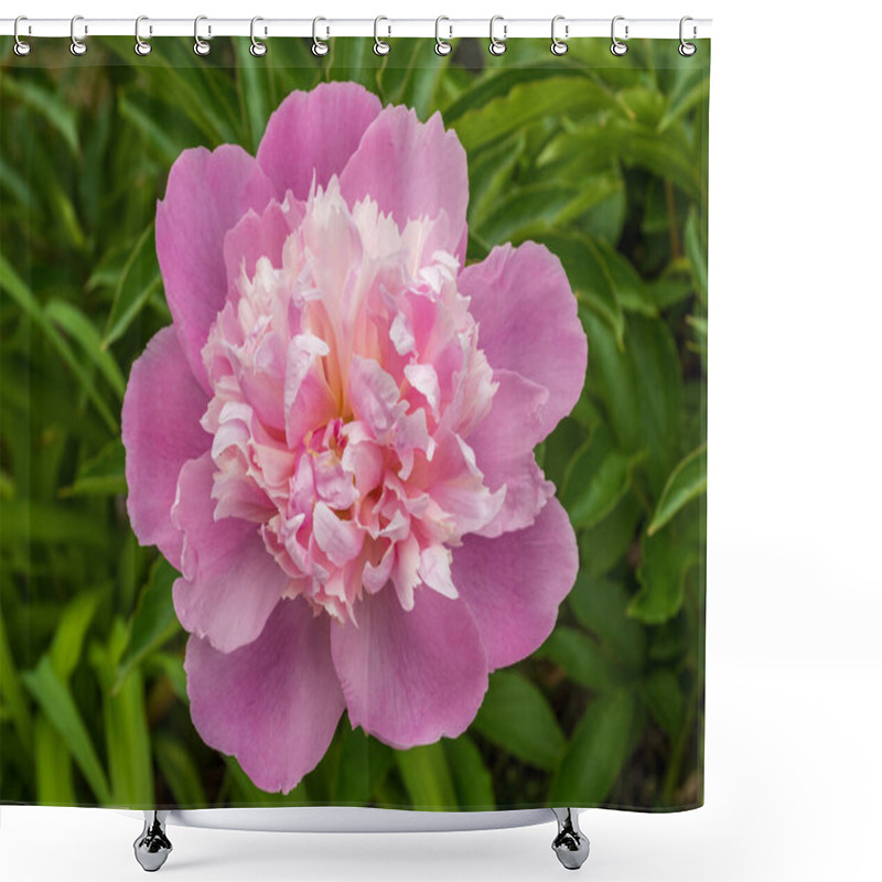 Personality  Delight In The Delicate Beauty Of A Blooming Pink Peony, Its Soft Petals And Vibrant Green Leaves Creating A Stunning Contrast That Captures The Essence Of Nature's Elegance. Shower Curtains