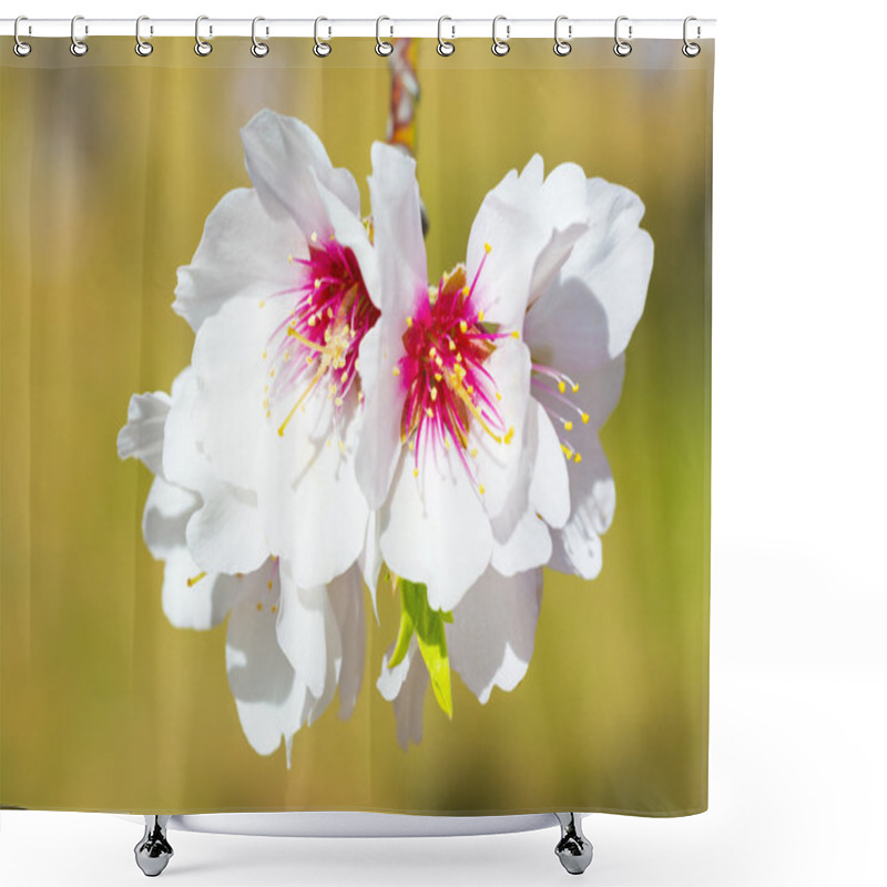 Personality  Blossoming Almond Flower In Springtime Shower Curtains