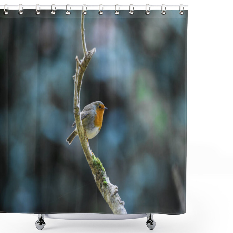 Personality  Cute Little Round Robin Bird Perched On A Tree Branch Shower Curtains