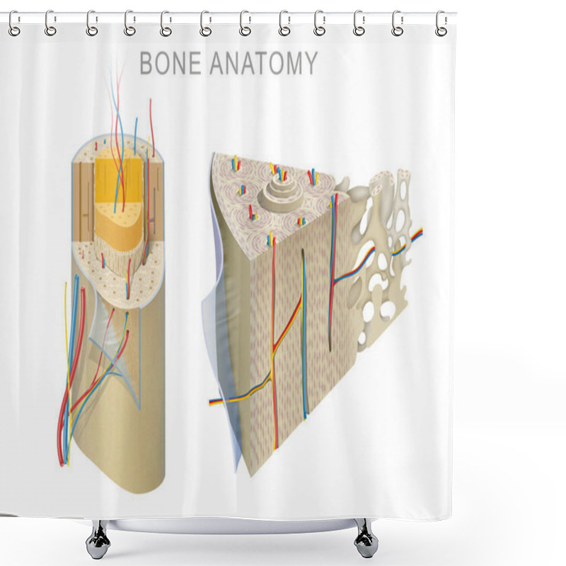 Personality  Anatomy Of A Long Bone Shower Curtains