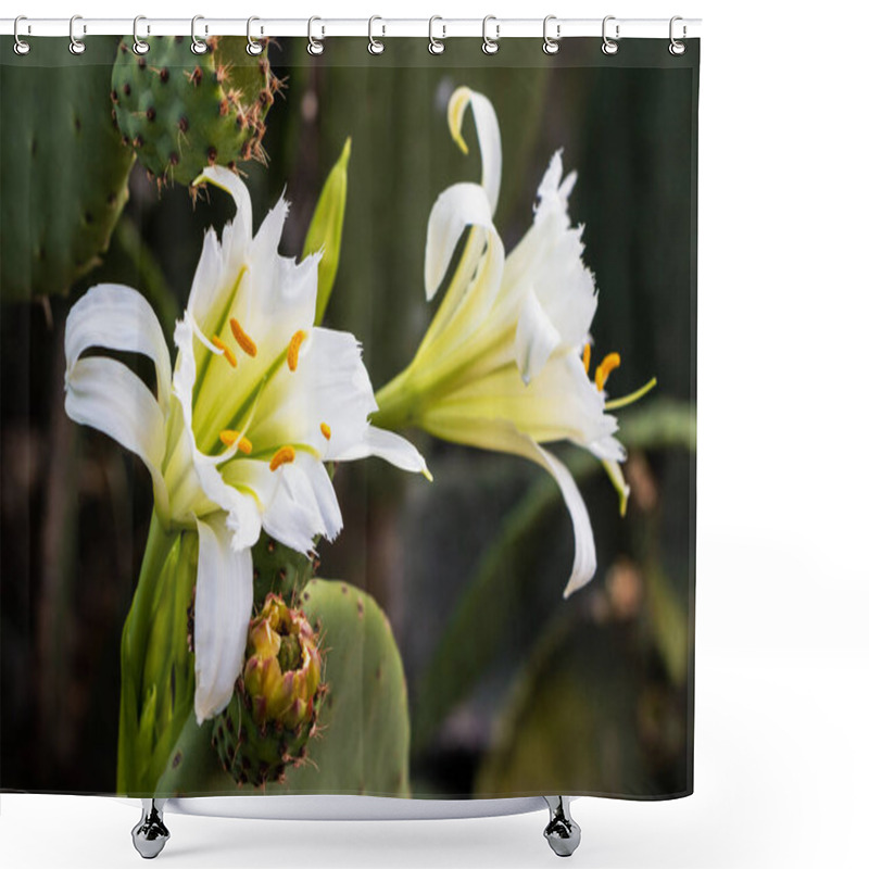 Personality  Wildflower With White Petals And Yellow Anthers Blooming From A Nopal Cactus Or Opuntia Leaf Next To Closed Buds Of The Plant In Its Natural Environment.  Shower Curtains