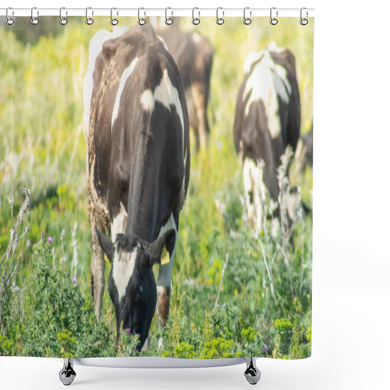 Personality  View Of Some Cows While Grazing. The Shot Is Taken During A Beautiful Sunny Day In Sicily, Italy Shower Curtains