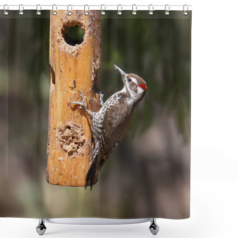 Personality  Arizona Woodpecker (male) (leuconotopicus Arizonae) Shower Curtains