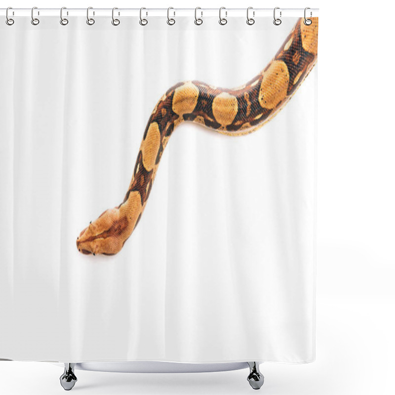 Personality  Top View Of Python Isolated On White With Copy Space Shower Curtains