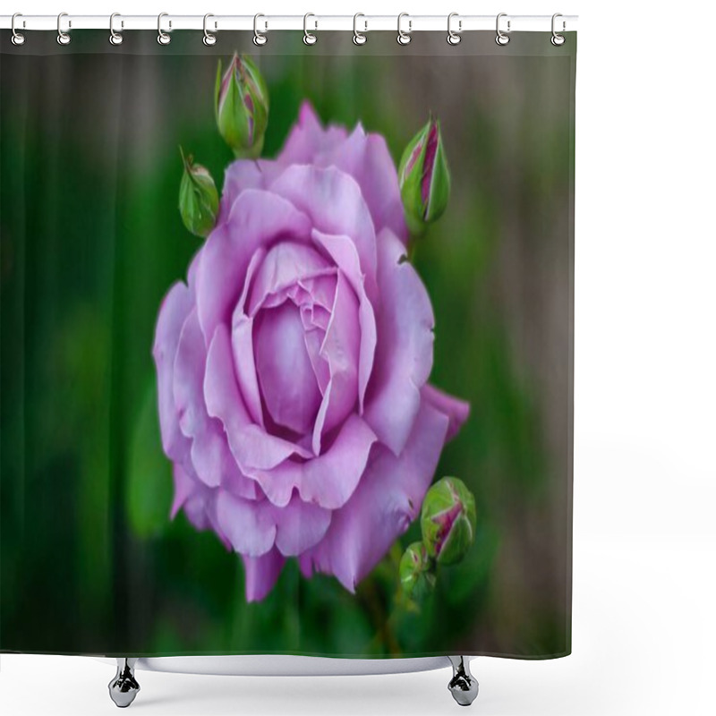 Personality  A Fully Bloomed Light Purple Rose Is The Focus, Surrounded By Several Unopened Buds. The Background Is Softly Blurred, Emphasizing The Flower. Shower Curtains