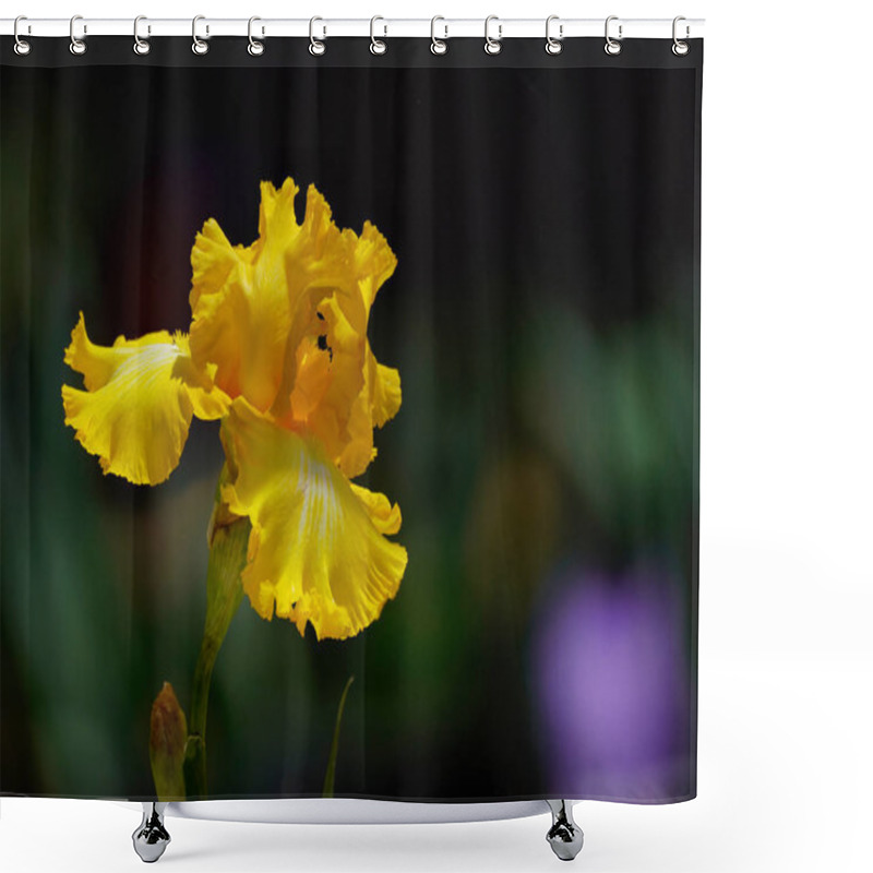 Personality  Close Up Of A Beautiful Yellow Iris Shower Curtains