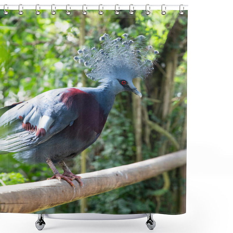 Personality  Exotic Blue Victoria Crowned Pigeon With Crown Feathers Shower Curtains