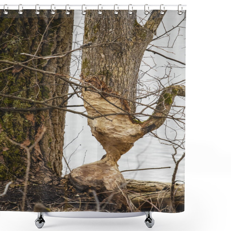 Personality  Beaver Bitten Tree Trunk Magically Standing On A Thin Part Of Leftover Wood During A Dull Gray Day In Nature Near River Shower Curtains