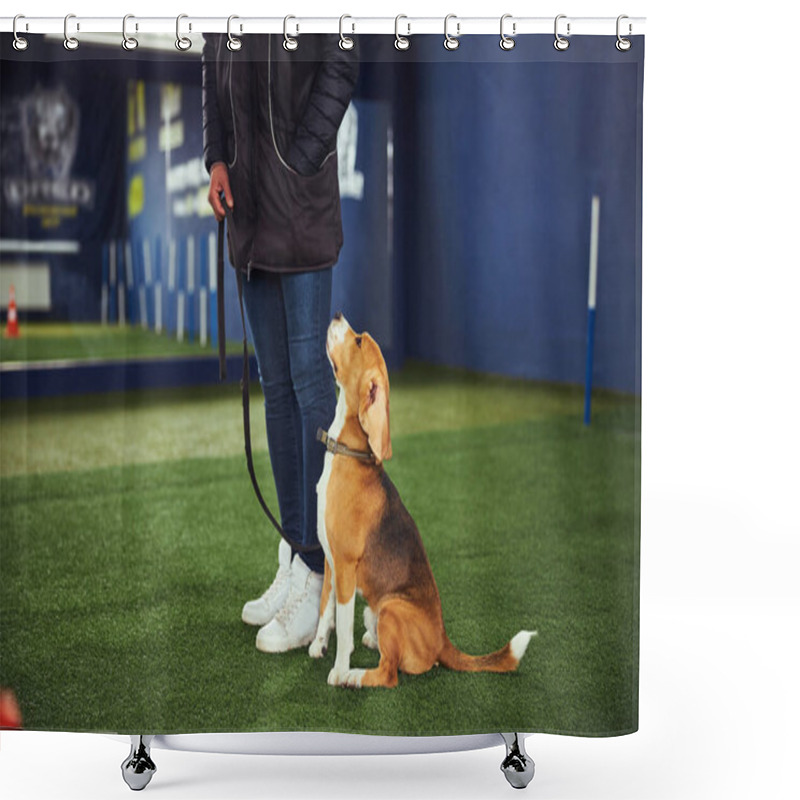 Personality  Beautiful Young Beagle Undergoing The Obedience Training Shower Curtains