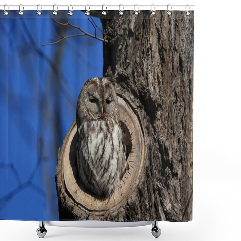 Personality  Tawny Owl Or Brown Owl (Strix Aluco)   In A Hollow Tree Stump Germany Shower Curtains