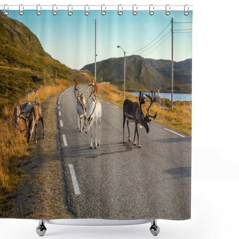 Personality  Deer Walking Along The Road Shower Curtains