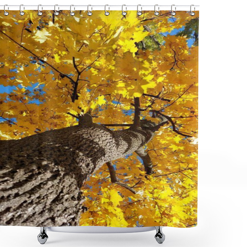 Personality  Golden Autumn Leaves With Tree Trunk Texture In Focus Shower Curtains