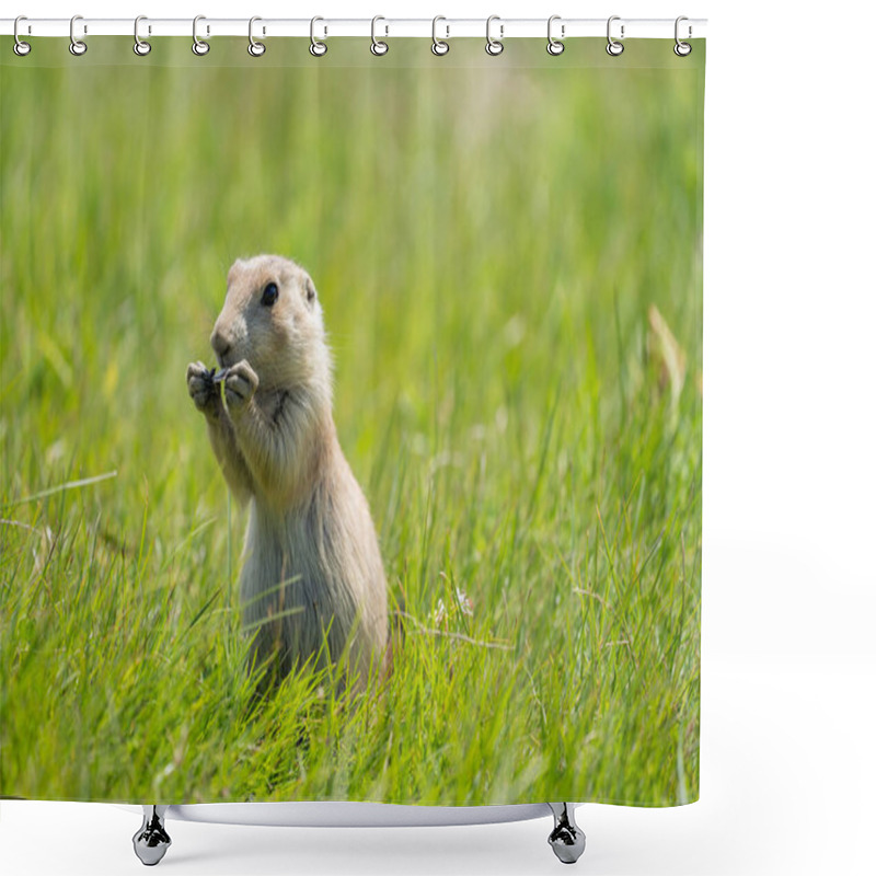 Personality  Cute Prairie Dog In The Prairie Dog Town In Devils Tower National Monument, Eating Sunflower Seeds Shower Curtains